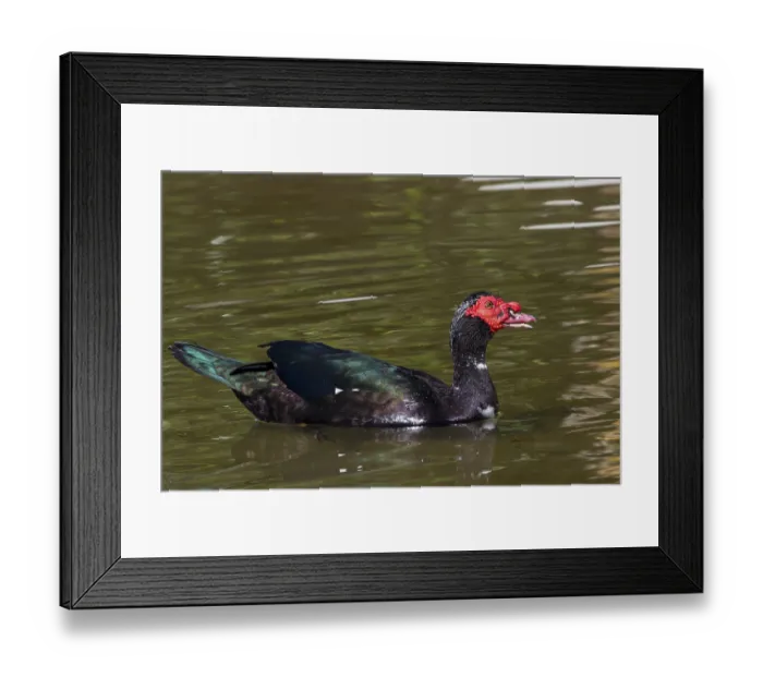Framed Print : Muscovy Duck (Cairina moschata) in the water