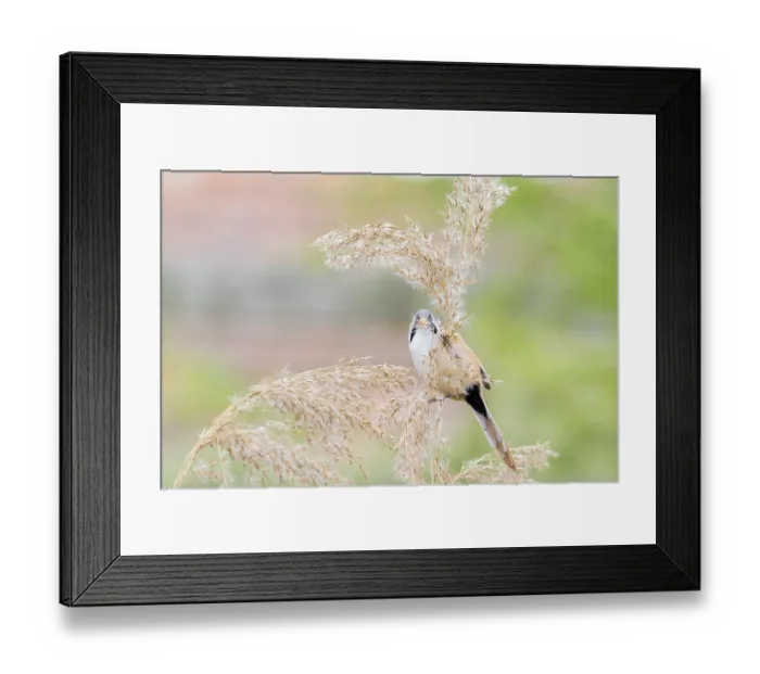 Framed Print : Bearded Tit (Panurus biarmicus) close up in the wild Framed Print : Bearded Tit (Panurus biarmicus) close up in the wild