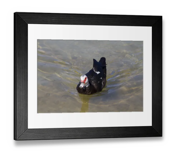 Framed Print : Muscovy Duck (Cairina moschata) in the water