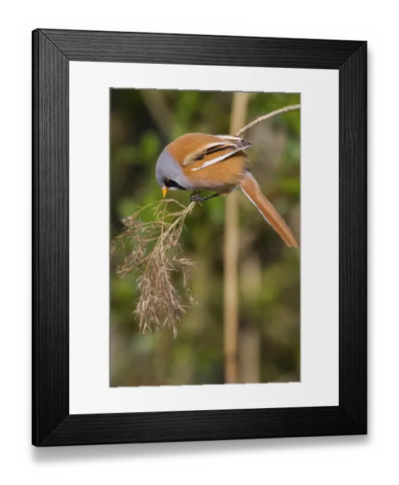 Framed Print : Bearded Tit (Panurus biarmicus) close up in the wild Framed Print : Bearded Tit (Panurus biarmicus) close up in the wild