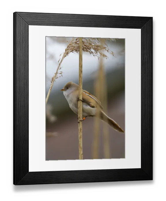 Framed Print : Bearded Tit (Panurus biarmicus) close up in the wild Framed Print : Bearded Tit (Panurus biarmicus) close up in the wild