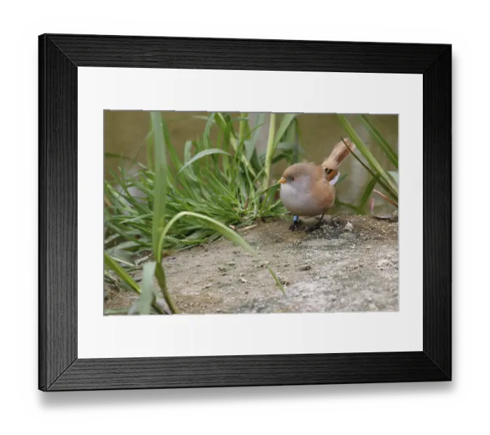 Framed Print : Bearded Tit (Panurus biarmicus) close up in the wild Framed Print : Bearded Tit (Panurus biarmicus) close up in the wild
