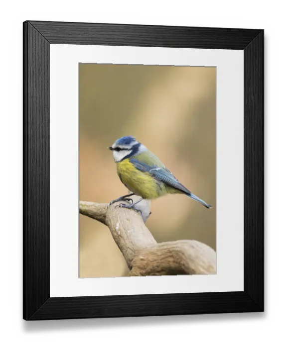 Framed Print : Blue Tit (Parus caeruleus) perched on a branch