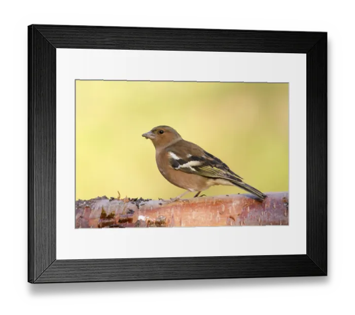 Framed Print : Chaffinch Fringilla coelebs perched on a log