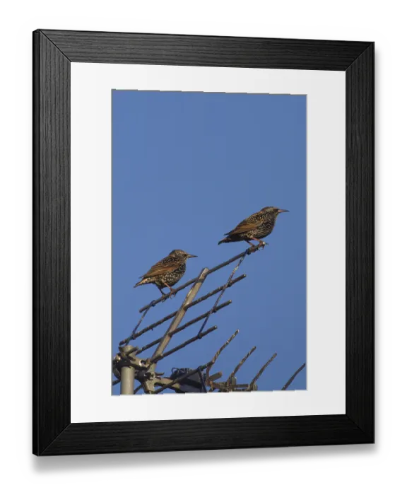 Framed Print : Colorful starlings birds perched on a antenna (sturnus vulgaris) Framed Print : Colorful starlings birds perched on a antenna (sturnus vulgaris)
