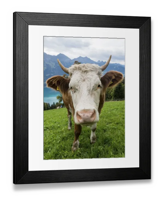 Framed Print : White head of cow with eyes and lashes and serveral flies in meadow in Switserland