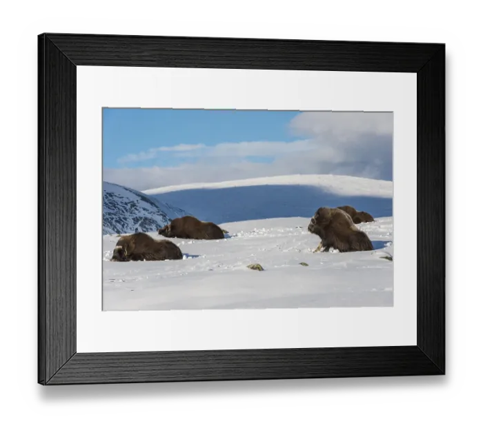 Framed Print : Four Muskox in the snow in National Park Dovrefjell in Norway