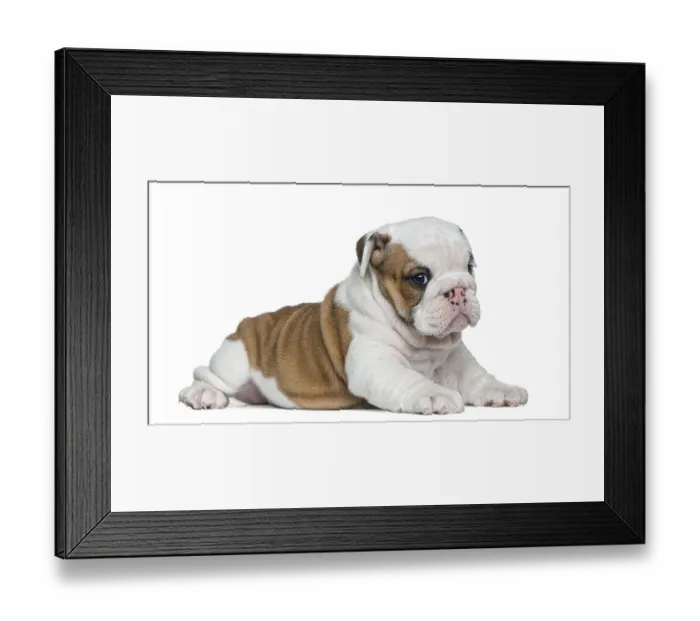 Framed Print : English bulldog puppy in front of white background Framed Print : English bulldog puppy in front of white background