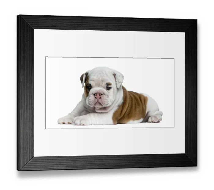 Framed Print : English bulldog puppy in front of white background Framed Print : English bulldog puppy in front of white background