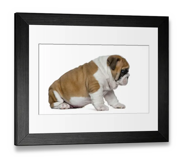 Framed Print : English bulldog puppy in front of white background