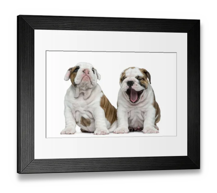 Framed Print : English bulldog puppy in front of white background