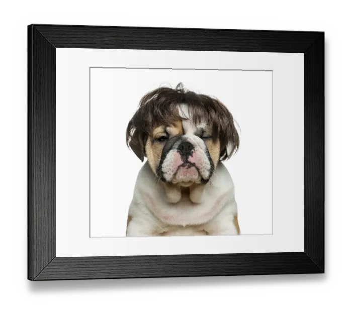 Framed Print : English bulldog puppy wearing a wig in front of white background Framed Print : English bulldog puppy wearing a wig in front of white background