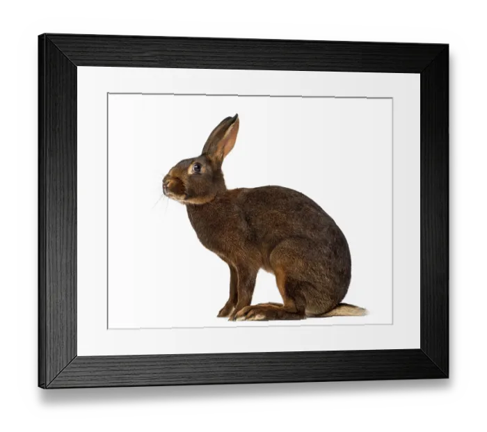 Framed Print : Belgian Hare in front of a white background