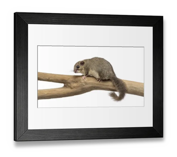 Framed Print : Edible dormouse on a branch in front of a white background