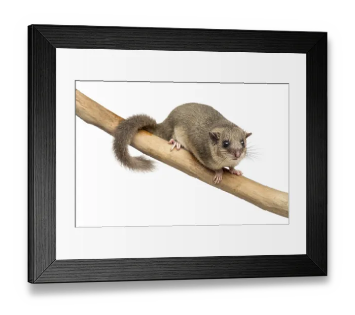 Framed Print : Edible dormouse on a branch in front of a white background