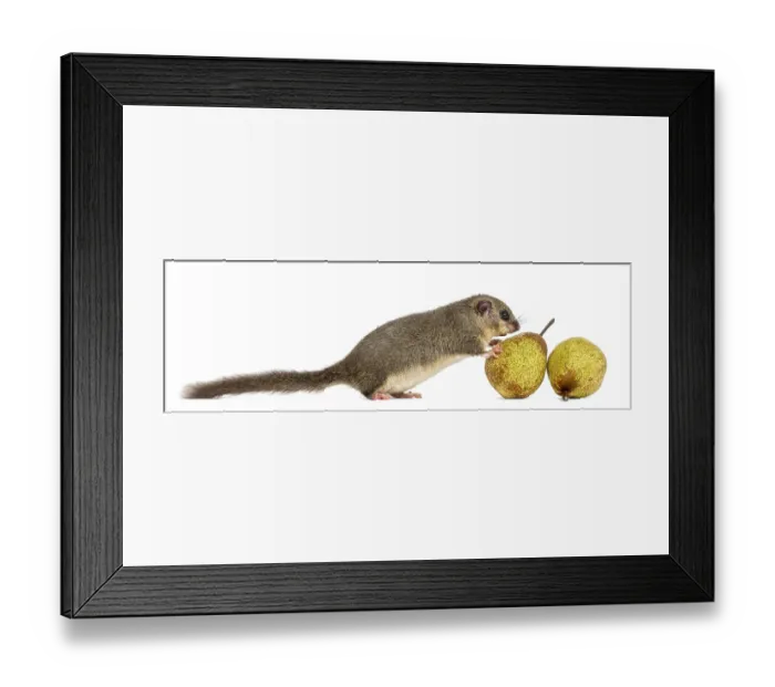 Framed Print : Edible dormouse eating a pear in front of a white background Framed Print : Edible dormouse eating a pear in front of a white background