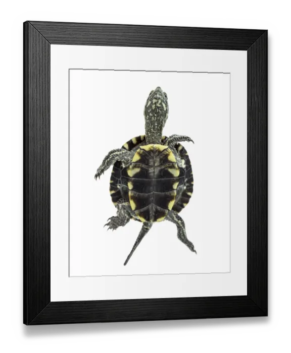 Framed Print : European pond turtle (1 year old)