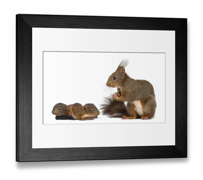 Framed Print : Mother Red squirrel and babies in front of a white background Framed Print : Mother Red squirrel and babies in front of a white background