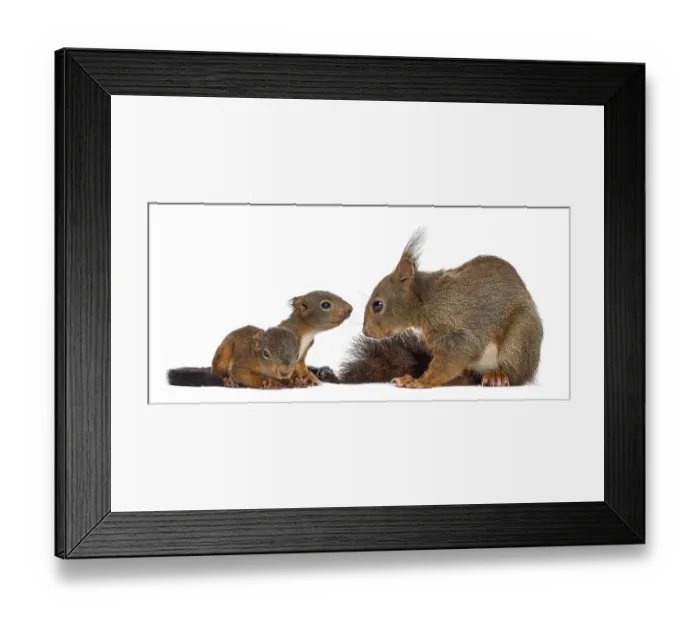 Framed Print : Mother Red squirrel and babies in front of a white background