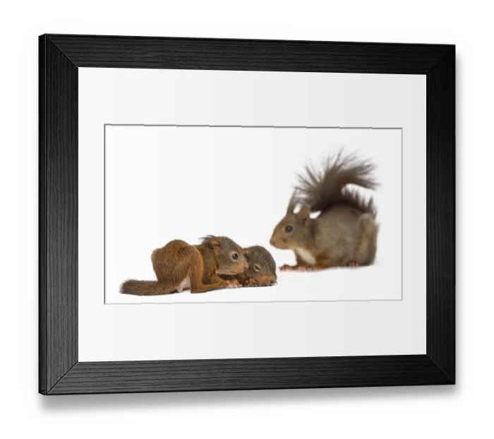 Framed Print : Mother Red squirrel and babies in front of a white background Framed Print : Mother Red squirrel and babies in front of a white background