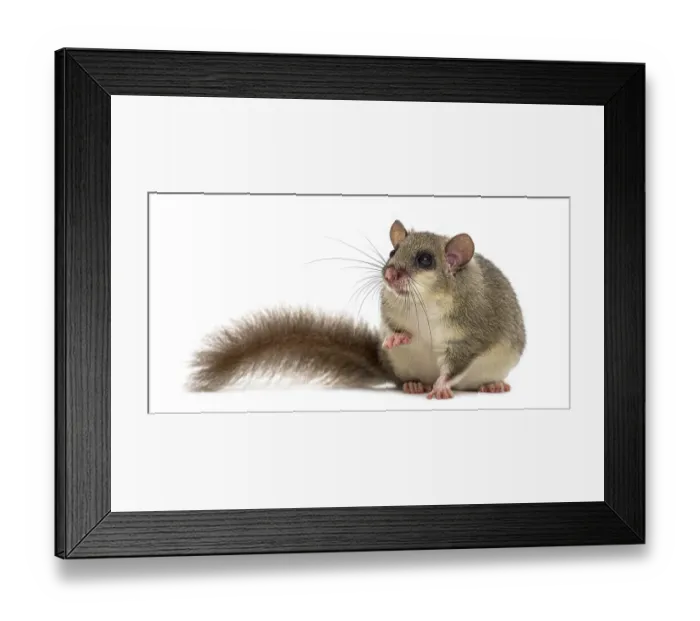 Framed Print : Edible dormouse in front of a white background Framed Print : Edible dormouse in front of a white background
