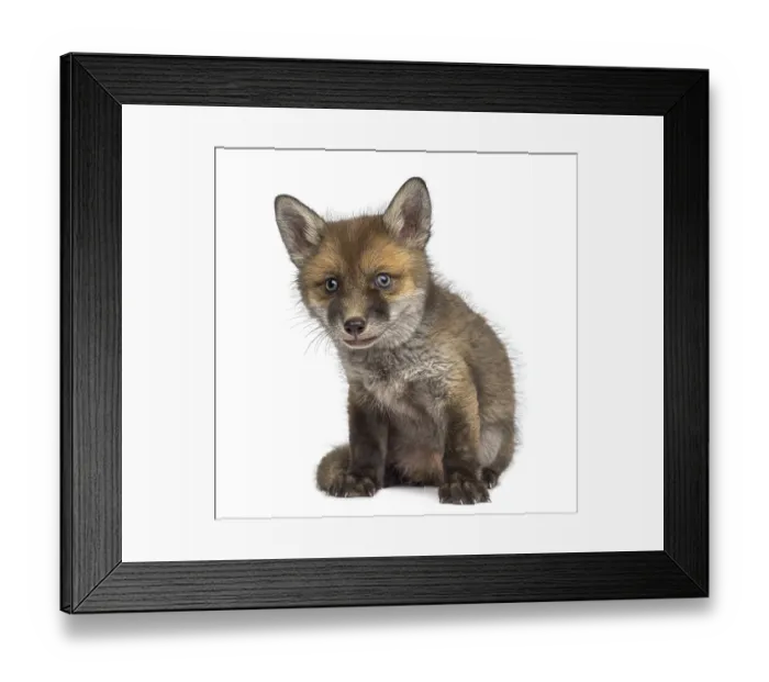 Framed Print : Fox cub (7 weeks old) sitting in front of a white background