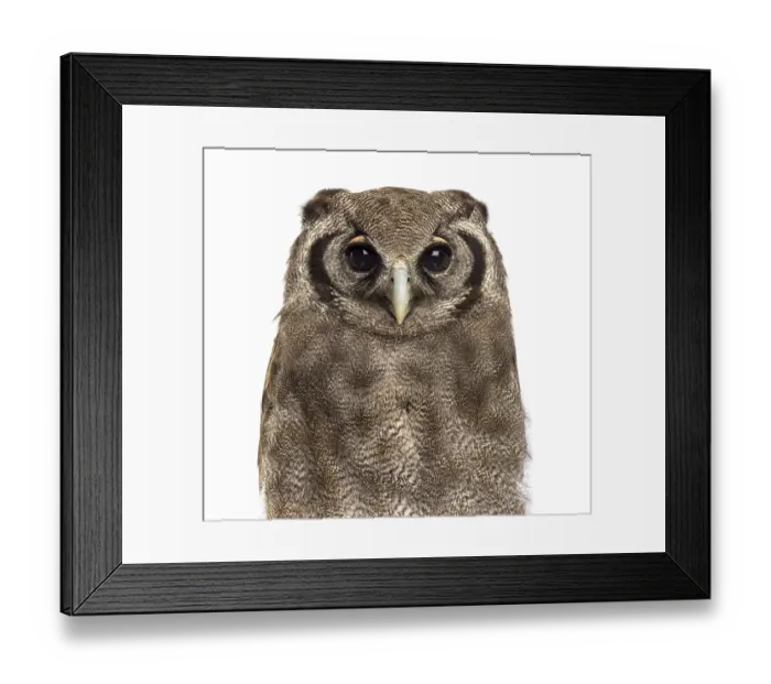 Framed Print : Close-up of a Verreaux's eagle-owl - Bubo lacteus (3 years old)