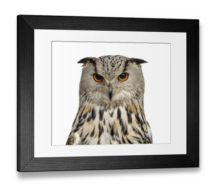 Framed Print : Close-up of a Siberian Eagle Owl - Bubo bubo (3 years old) in front of a white background Framed Print : Close-up of a Siberian Eagle Owl - Bubo bubo (3 years old) in front of a white background