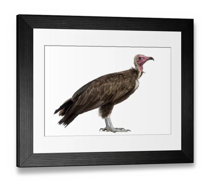 Framed Print : Hooded vulture - Necrosyrtes monachus (11 years old) in front of a white background