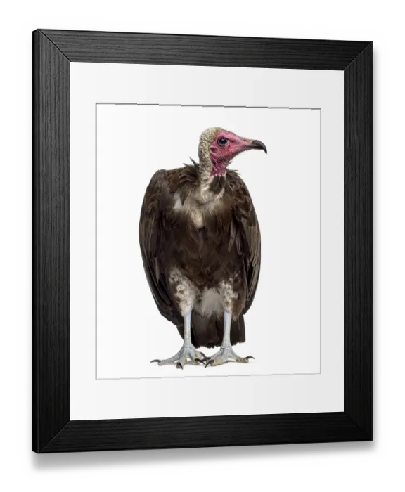 Framed Print : Hooded vulture - Necrosyrtes monachus (11 years old) in front of a white background Framed Print : Hooded vulture - Necrosyrtes monachus (11 years old) in front of a white background