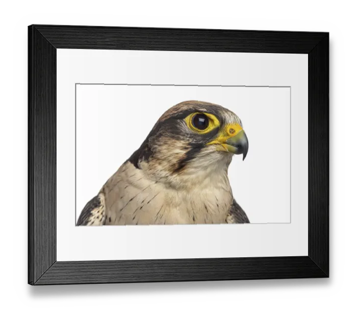 Framed Print : Close-up of a Lanner falcon - Falco biarmicus (7 years old) in front of a white background