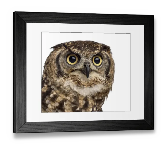 Framed Print : Close-up of a Spotted eagle-owl - Bubo africanus (4 years old) in front of a white background Framed Print : Close-up of a Spotted eagle-owl - Bubo africanus (4 years old) in front of a white background
