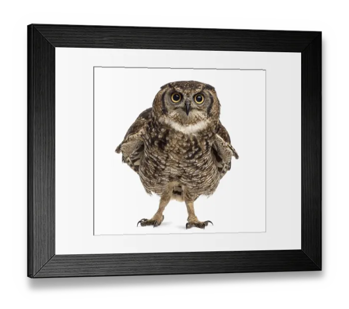 Framed Print : Spotted eagle-owl - Bubo africanus (4 years old) in front of a white background