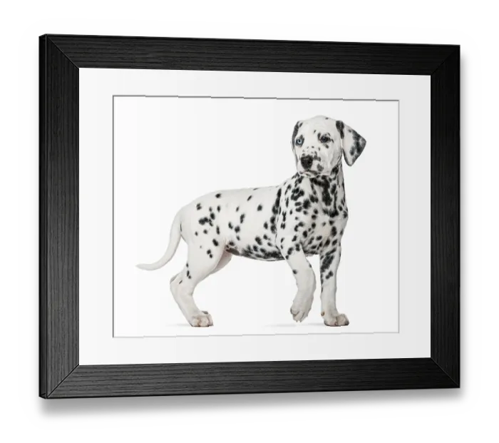 Framed Print : Dalmatian puppy with heterochromia walking in front of a white background Framed Print : Dalmatian puppy with heterochromia walking in front of a white background