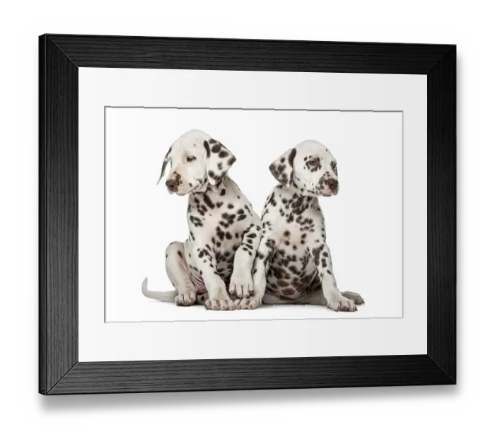 Framed Print : Two Dalmatian puppies in front of a white background Framed Print : Two Dalmatian puppies in front of a white background