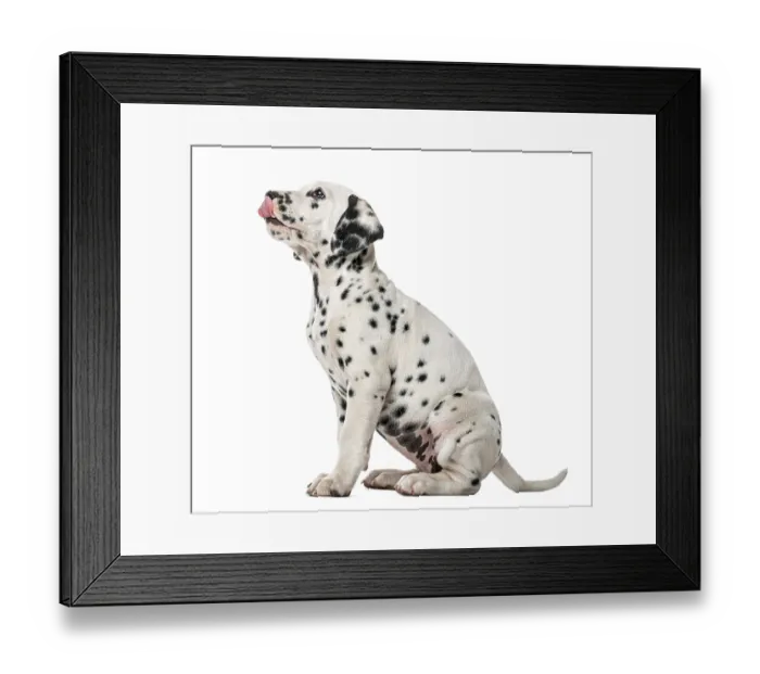 Framed Print : Dalmatian puppy sitting and licking in front of a white background Framed Print : Dalmatian puppy sitting and licking in front of a white background