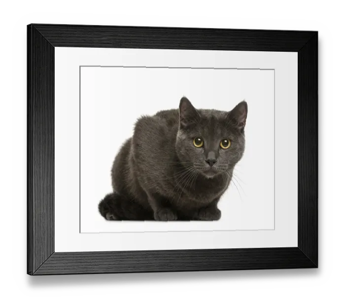 Framed Print : Chartreux in front of white background