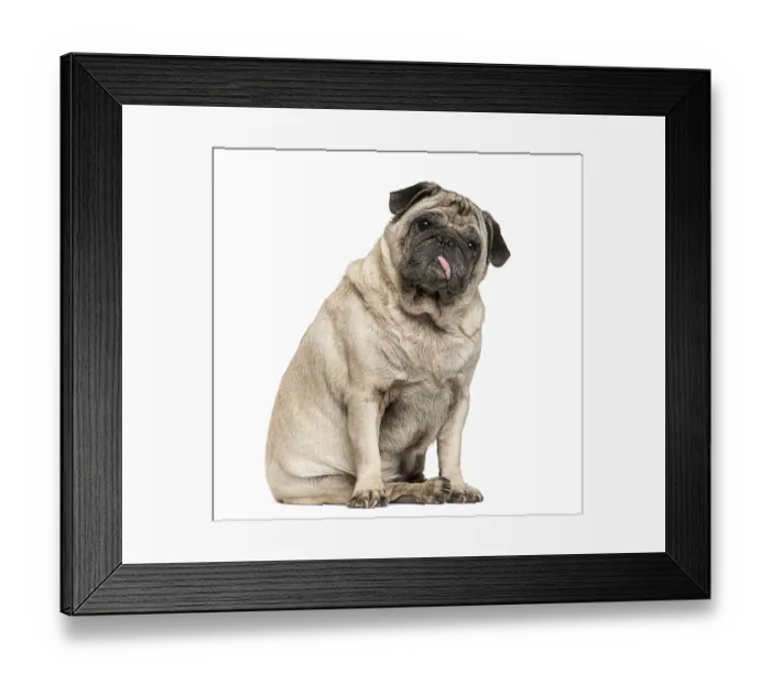Framed Print : Old Pug sitting in front of white background