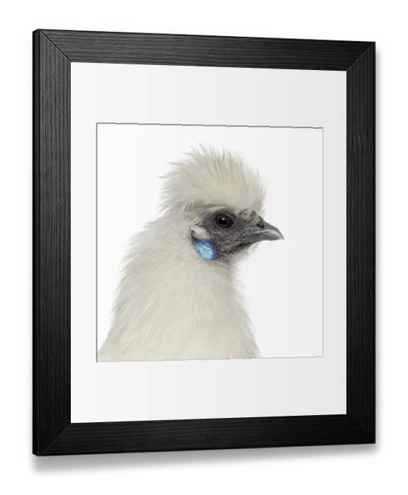 Framed Print : Close up of a White Silkie Hen isolated on white