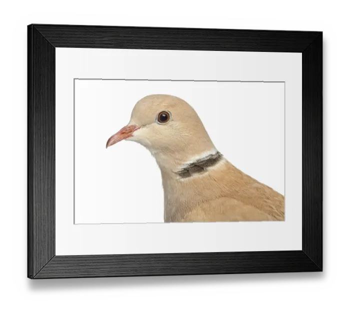 Framed Print : Close up of a African Collared dove isolated on white Framed Print : Close up of a African Collared dove isolated on white