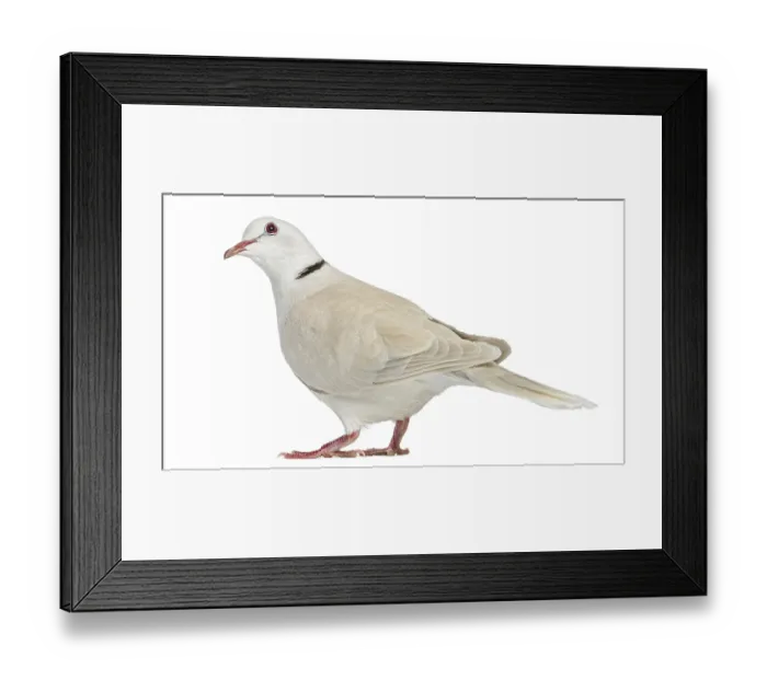 Framed Print : African Collared dove isolated on white Framed Print : African Collared dove isolated on white