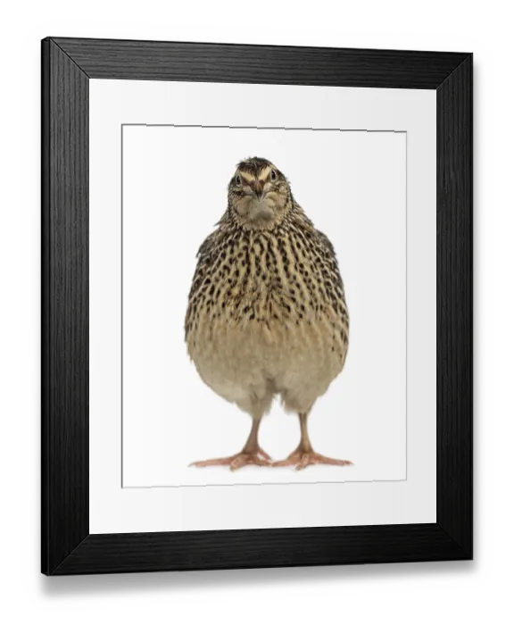 Framed Print : Japanese Wild Quail isolated on white