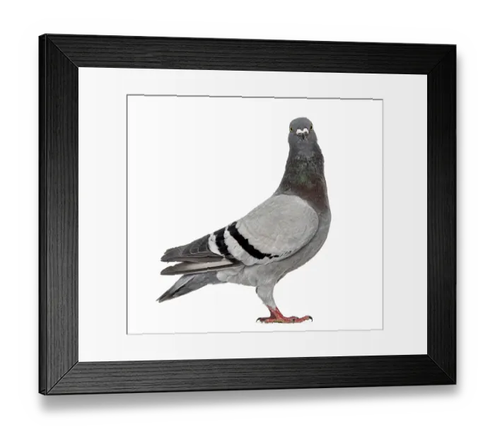 Framed Print : Homing pigeon isolated on white Framed Print : Homing pigeon isolated on white