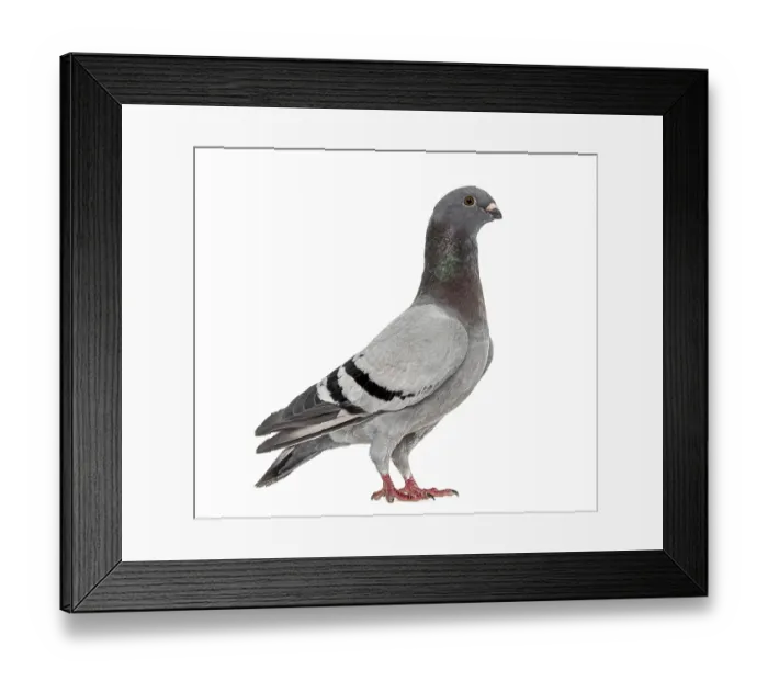 Framed Print : Homing pigeon isolated on white Framed Print : Homing pigeon isolated on white
