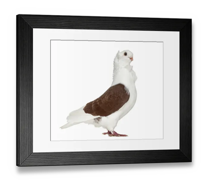 Framed Print : Old German Owl Pigeon isolated on white Framed Print : Old German Owl Pigeon isolated on white