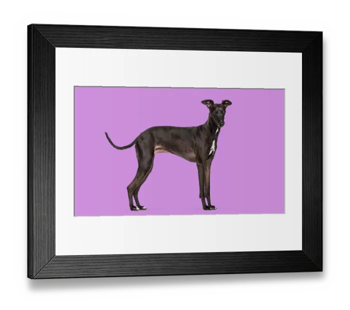 Framed Print : Black greyhound dog standing, looking at camera with a purple studio background