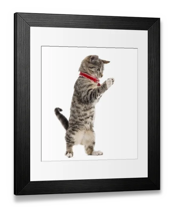 Framed Print : European Shorthair kitten playing with his paws up
