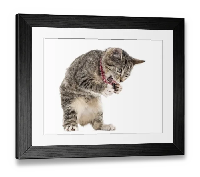Framed Print : European Shorthair kitten playing with his paws up Framed Print : European Shorthair kitten playing with his paws up
