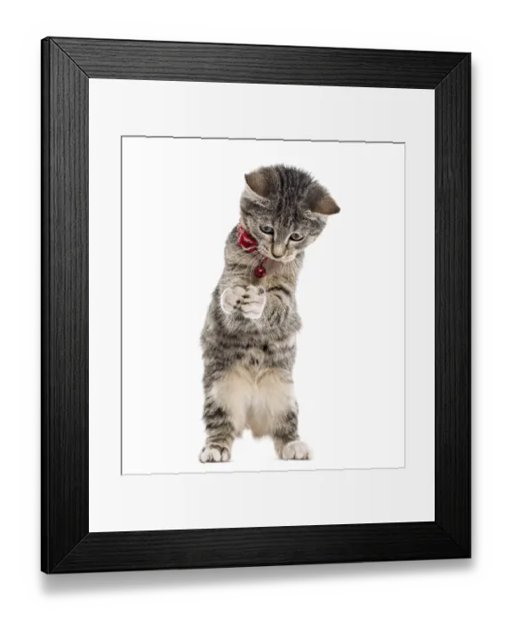 Framed Print : European Shorthair kitten playing with his paws up