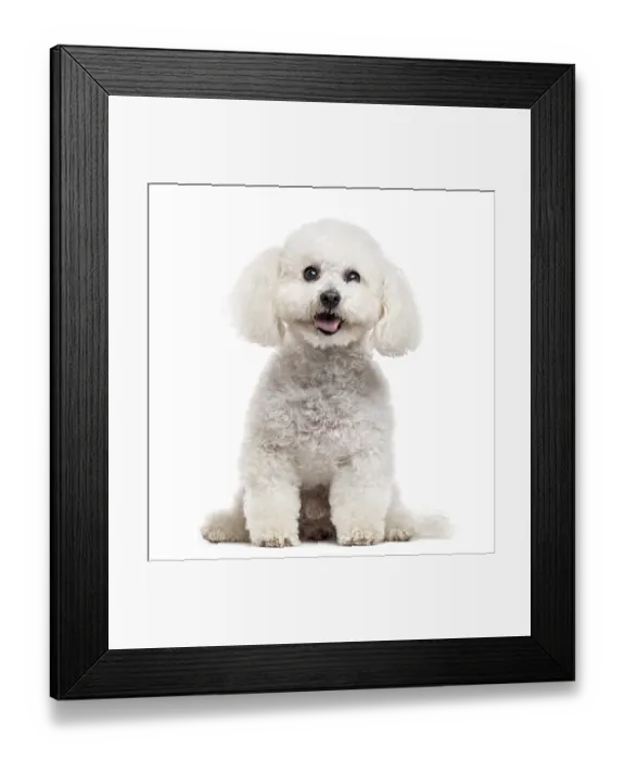 Framed Print : Bichon Frise looking at the camera and sticking the tongue out Framed Print : Bichon Frise looking at the camera and sticking the tongue out